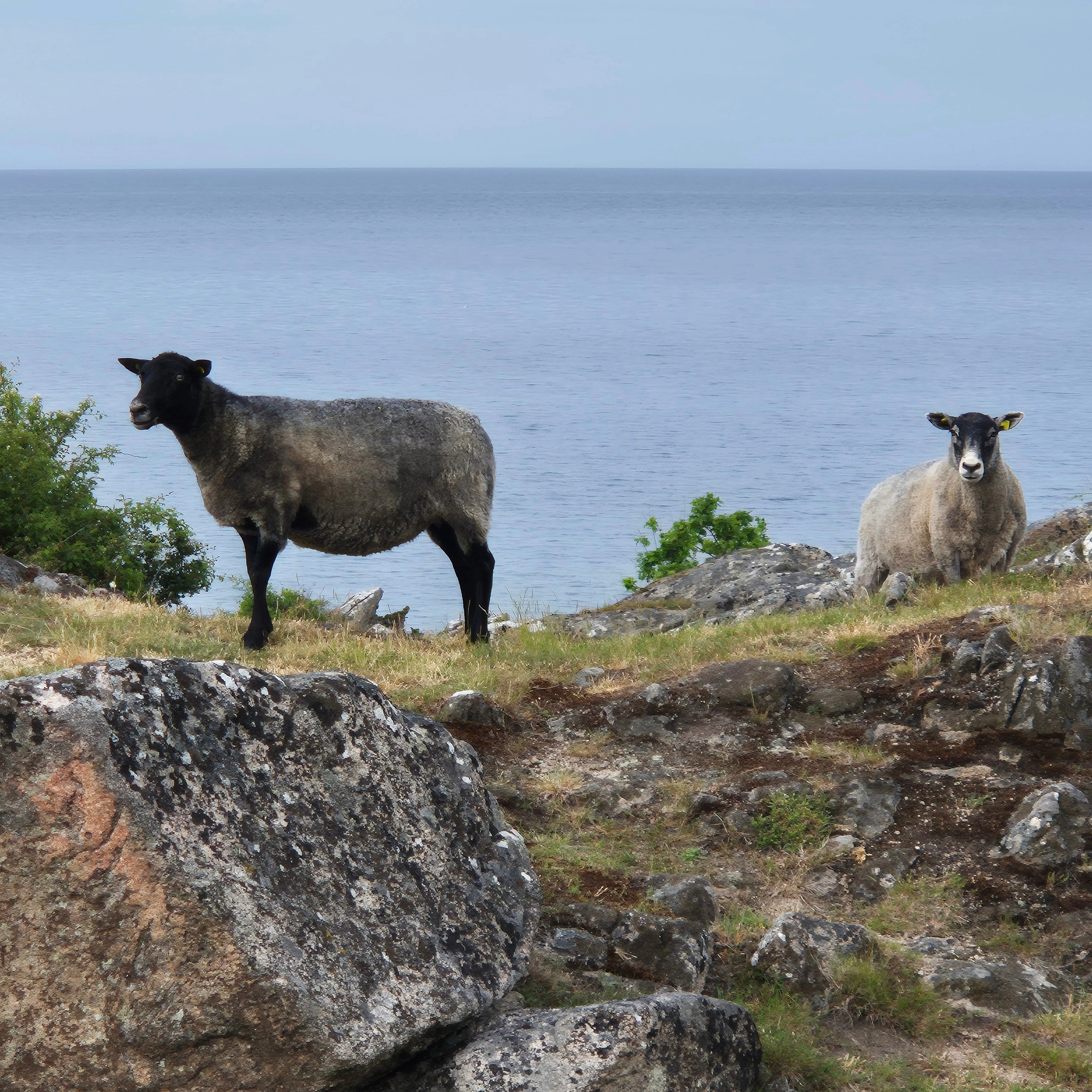 Guiding Architects, destination: Bornholm (Fig. 8)