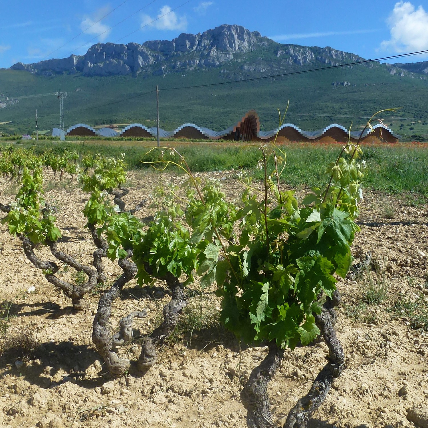 Guiding Architects, tour: Architectural Gems in the Rioja Wine Area (Fig. 1)