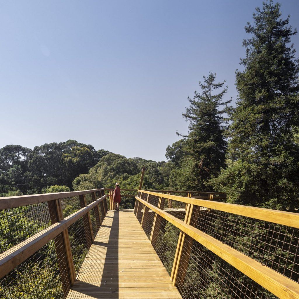 Serralves: Treetop Walk; architect: Carlos Castanheira, 2019. Photo by ©Fernando Guerra . FG+SG – Fotografia de Arquitectura